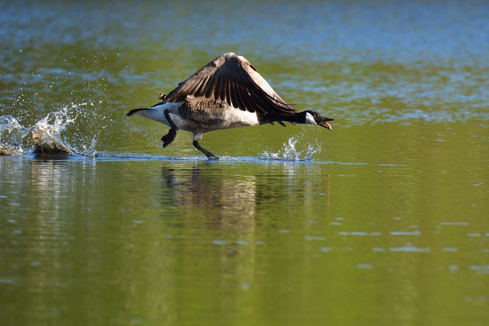 die übers Wasser laufen kann