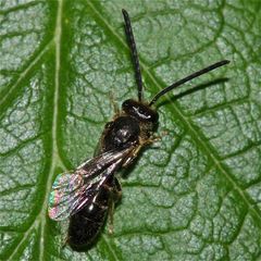 Die überwiegend violett und grün schillernden Flügel des Furchenbienen-Männchens (Halictus sp.) . .