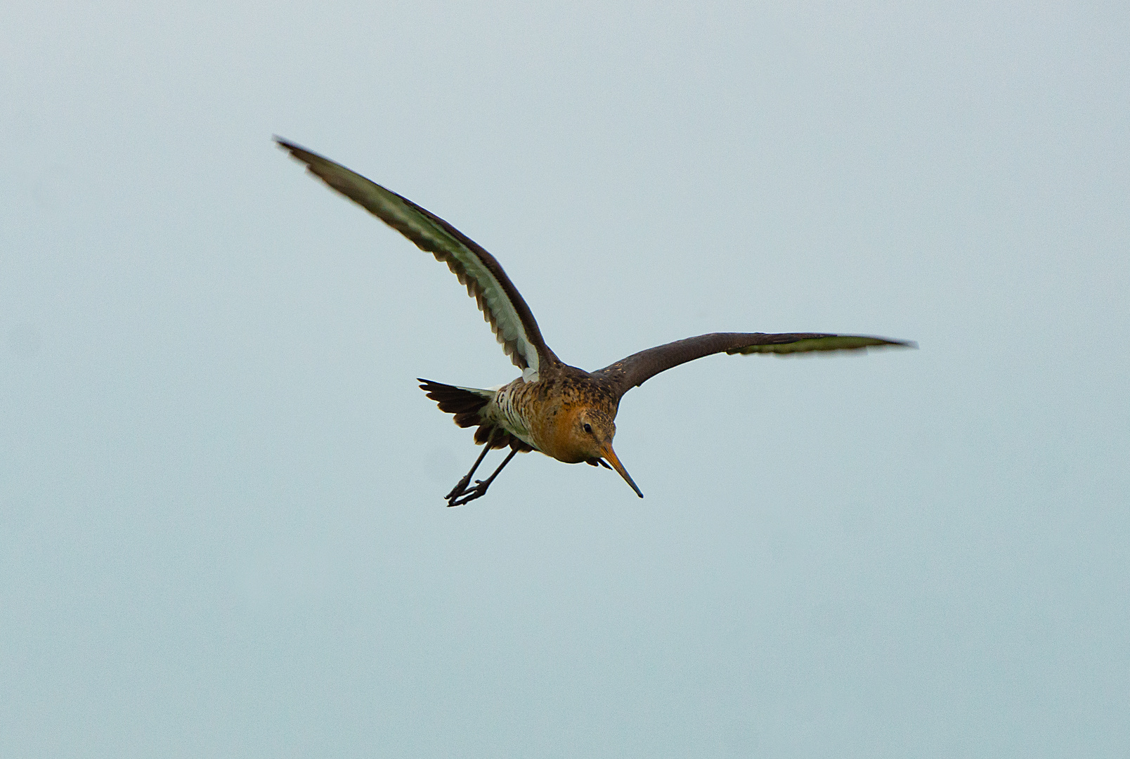 Die Uferschnepfe im Flug