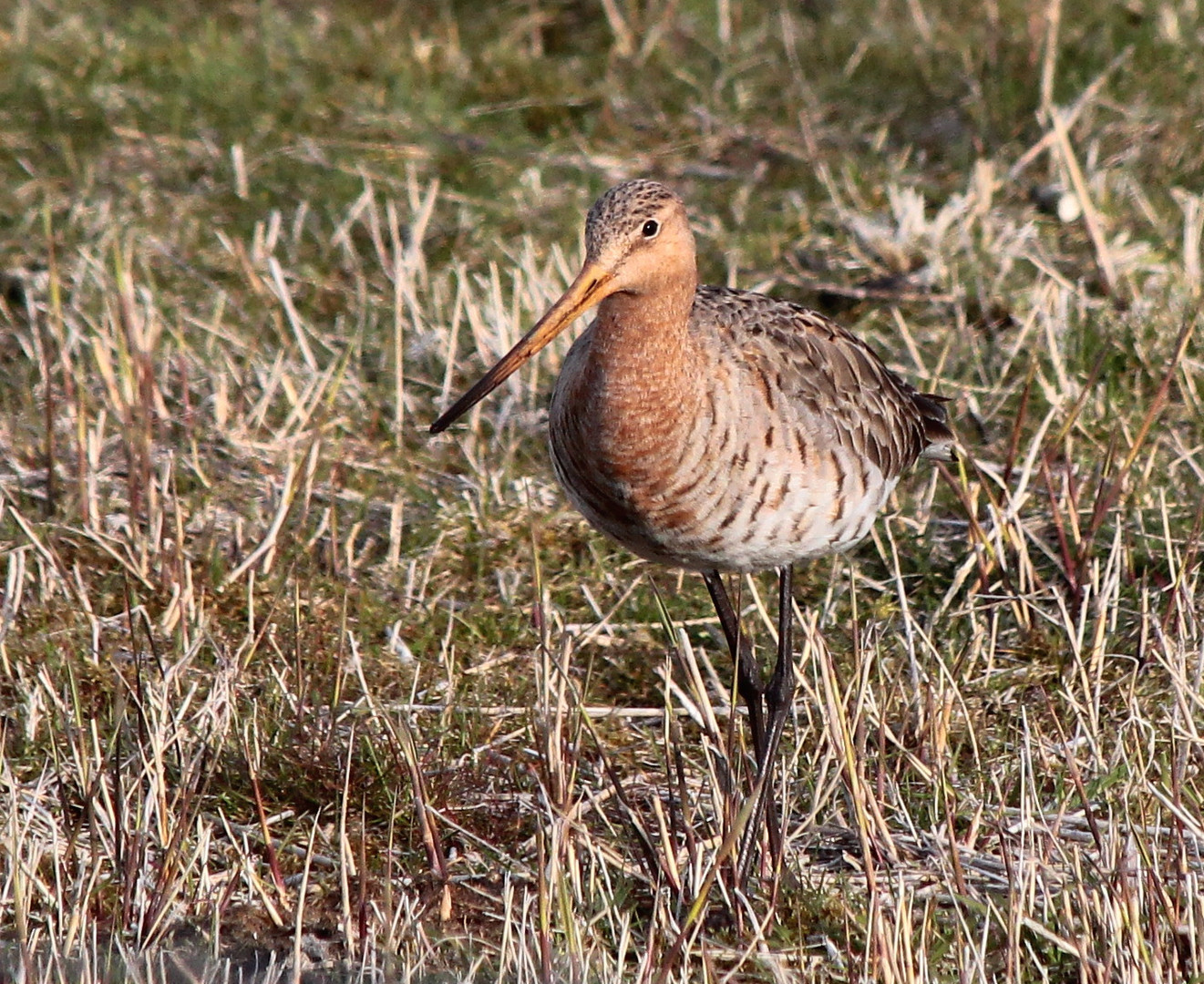 die Uferschnepfe (Limosa limosa)... (1)