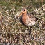 die Uferschnepfe (Limosa limosa)... (1)