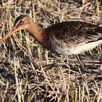 die Uferschnepfe (Limosa limosa)... (2)