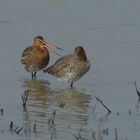 Die Uferschnepfe (Limosa limosa) ...