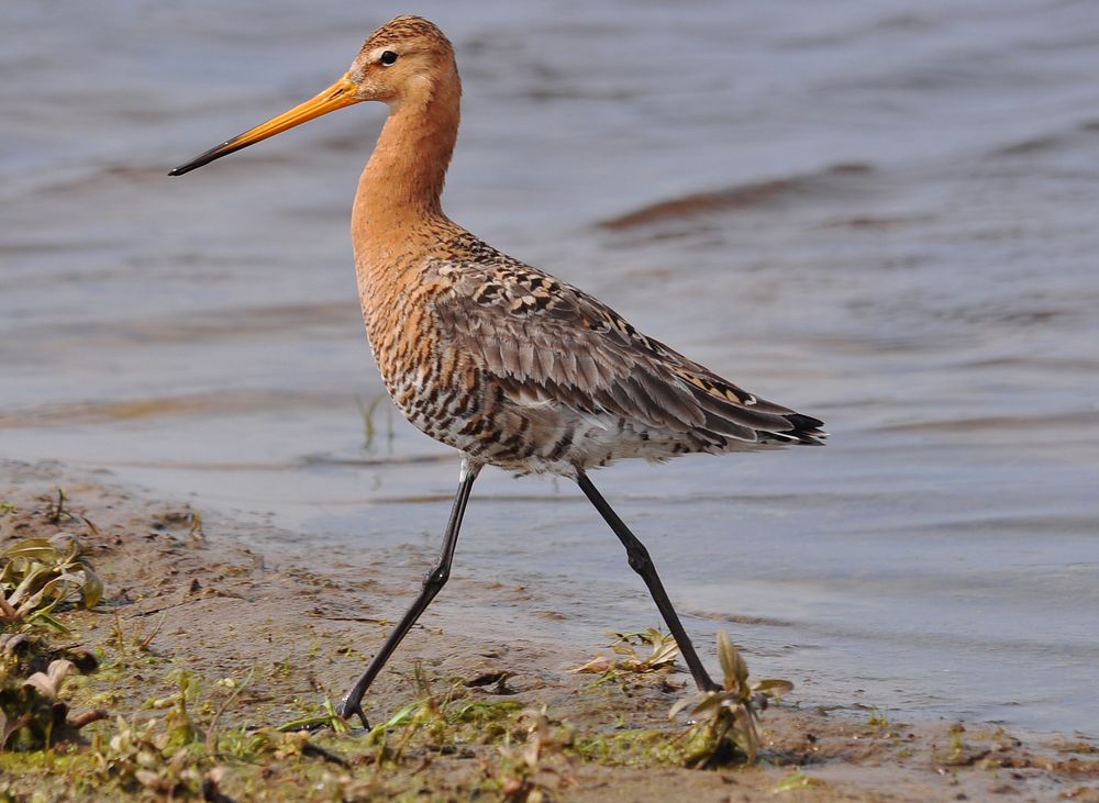 DIe Uferschnepfe (Limosa limosa)