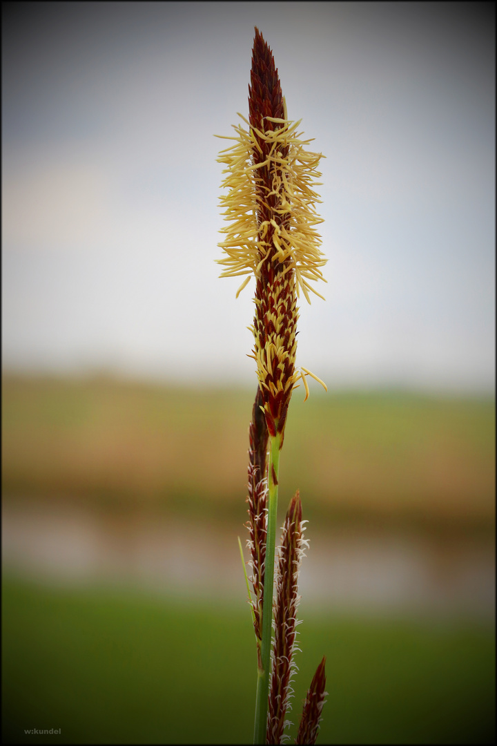 die Ufersegge (Carex riparia)