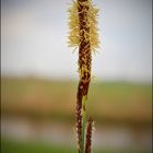 die Ufersegge (Carex riparia)