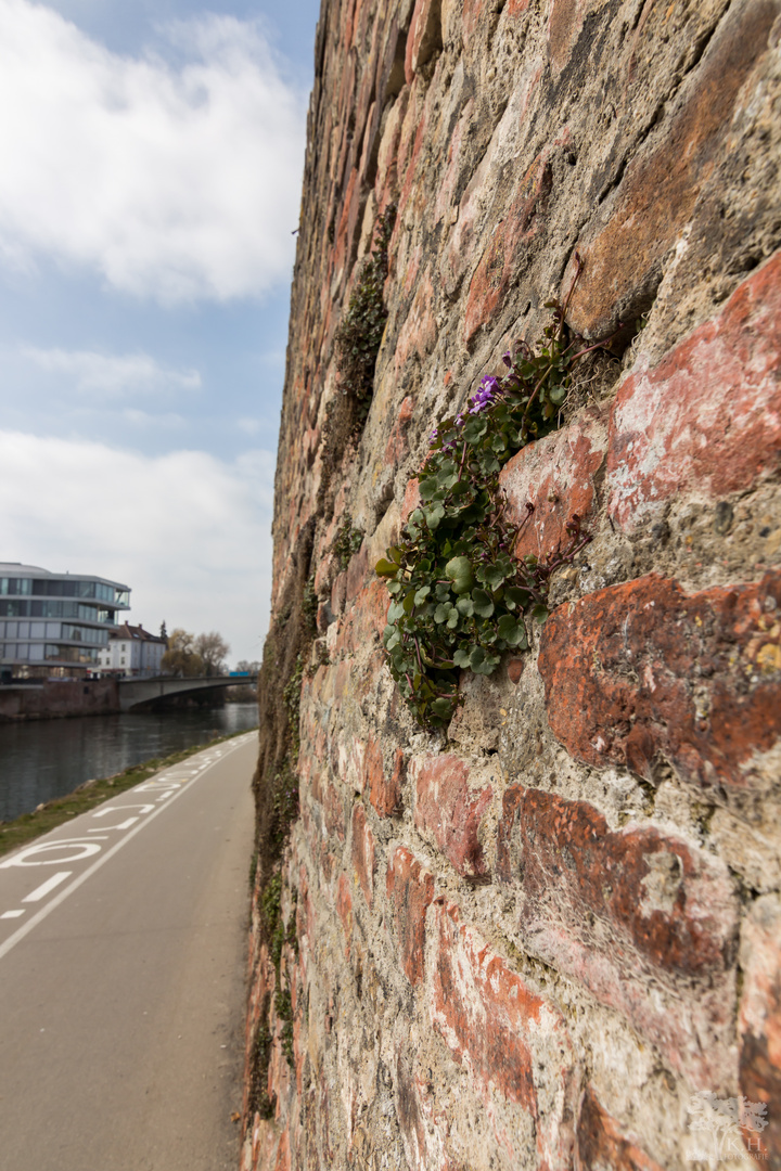 die Ulmer Stadtmauer