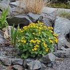 Die umgesetzte Sumpfdotterblume "Caltha palustris" fühlt  sich wohl...