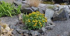 Die umgesetzte Sumpfdotterblume "Caltha palustris" fühlt  sich wohl...