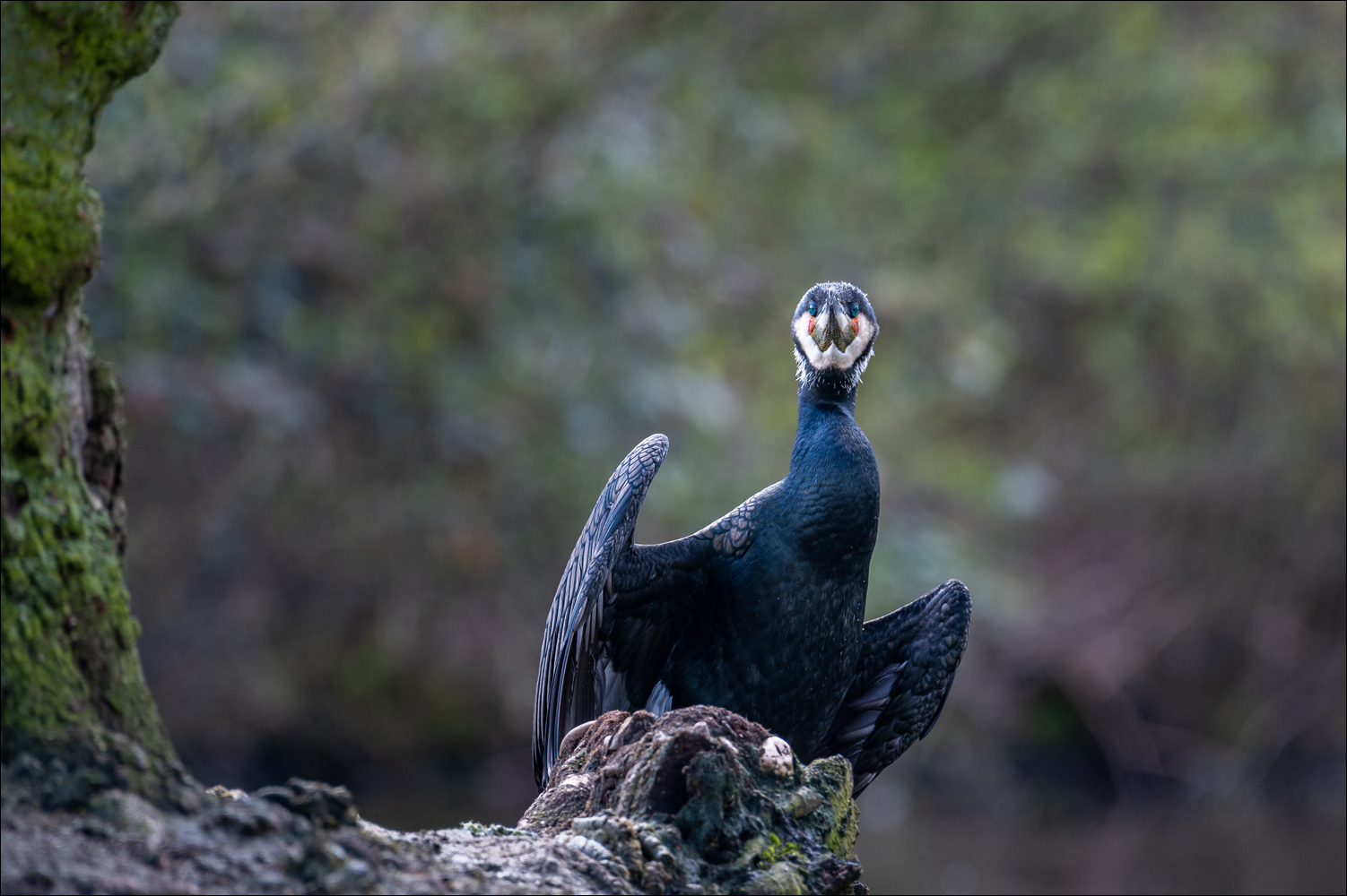 Die Umkleide des Kormoran