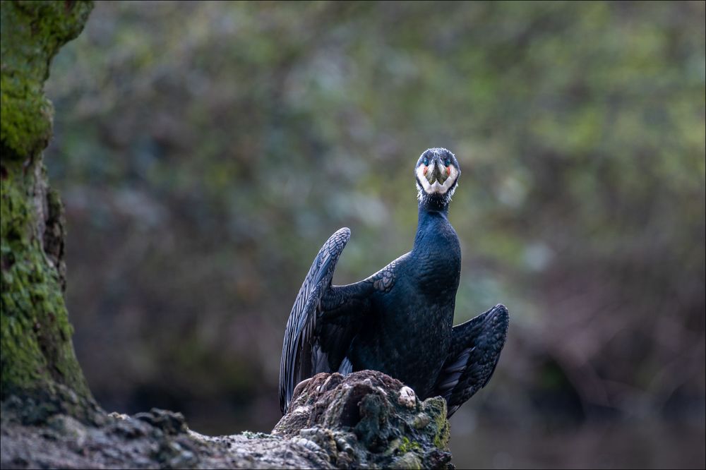 Die Umkleide des Kormoran