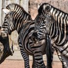 die unbändigen Zebra´s