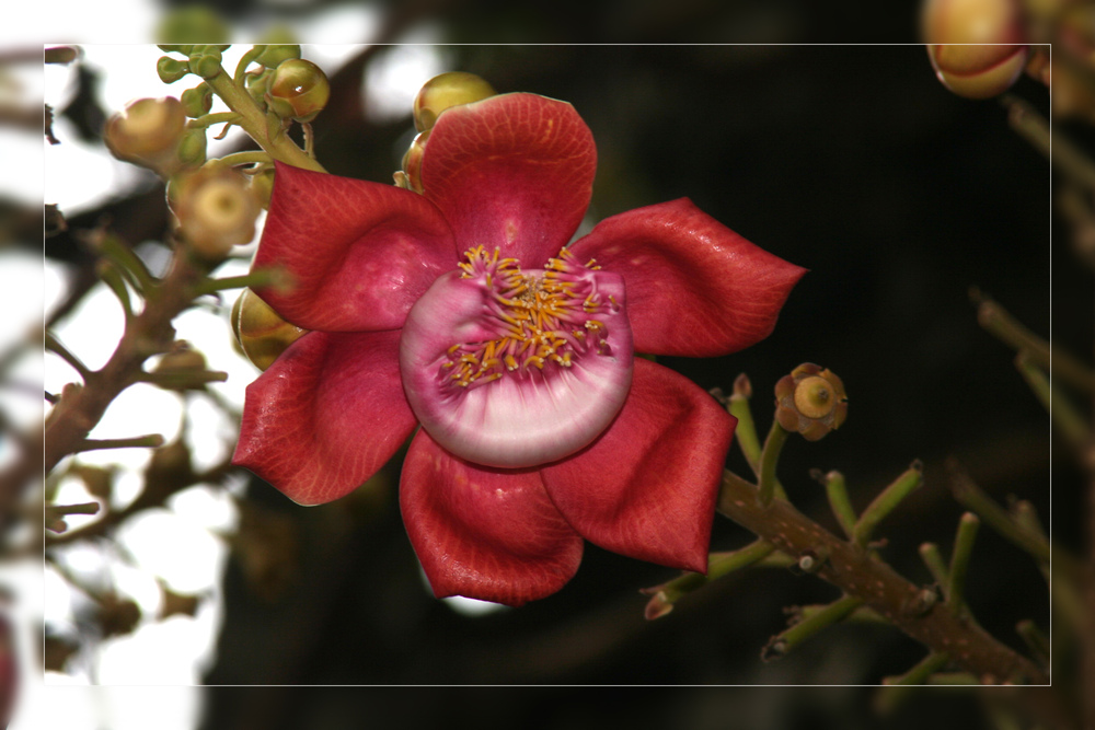 die unbekannte Blüte (gelöst: Kanonenkugelbaum)