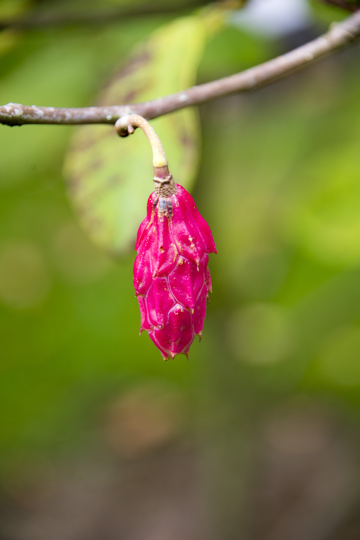 Die unbekannte Frucht