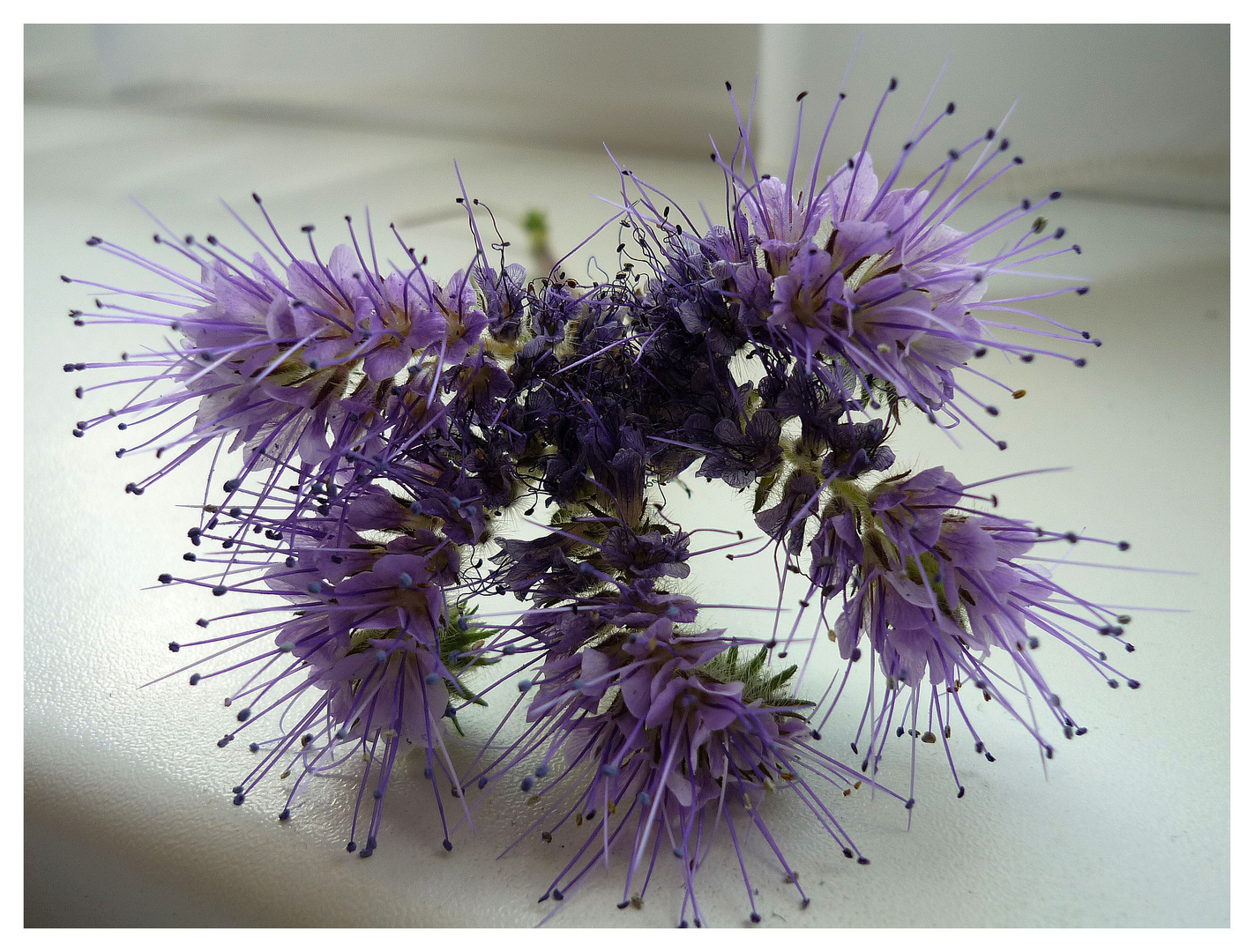 Die Unbekannte Phacelia...