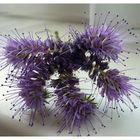 Die Unbekannte Phacelia...