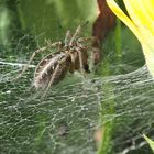 die unbekannte schöne Spinne 