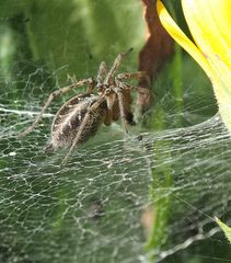 die unbekannte schöne Spinne 