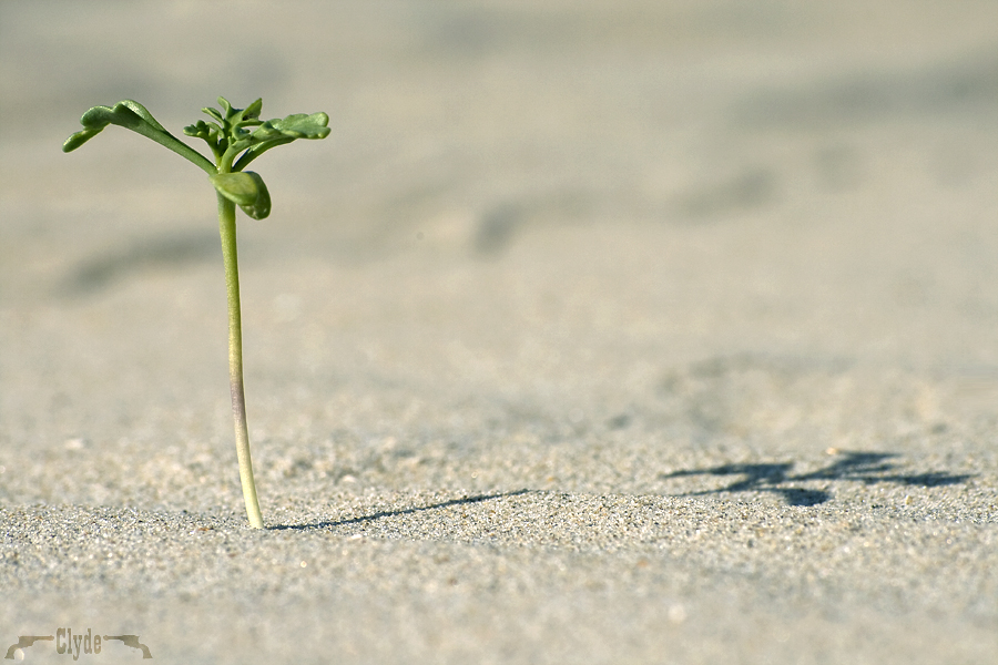 Die unbekannte Schönheit am Strand, …