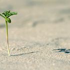 Die unbekannte Schönheit am Strand, …