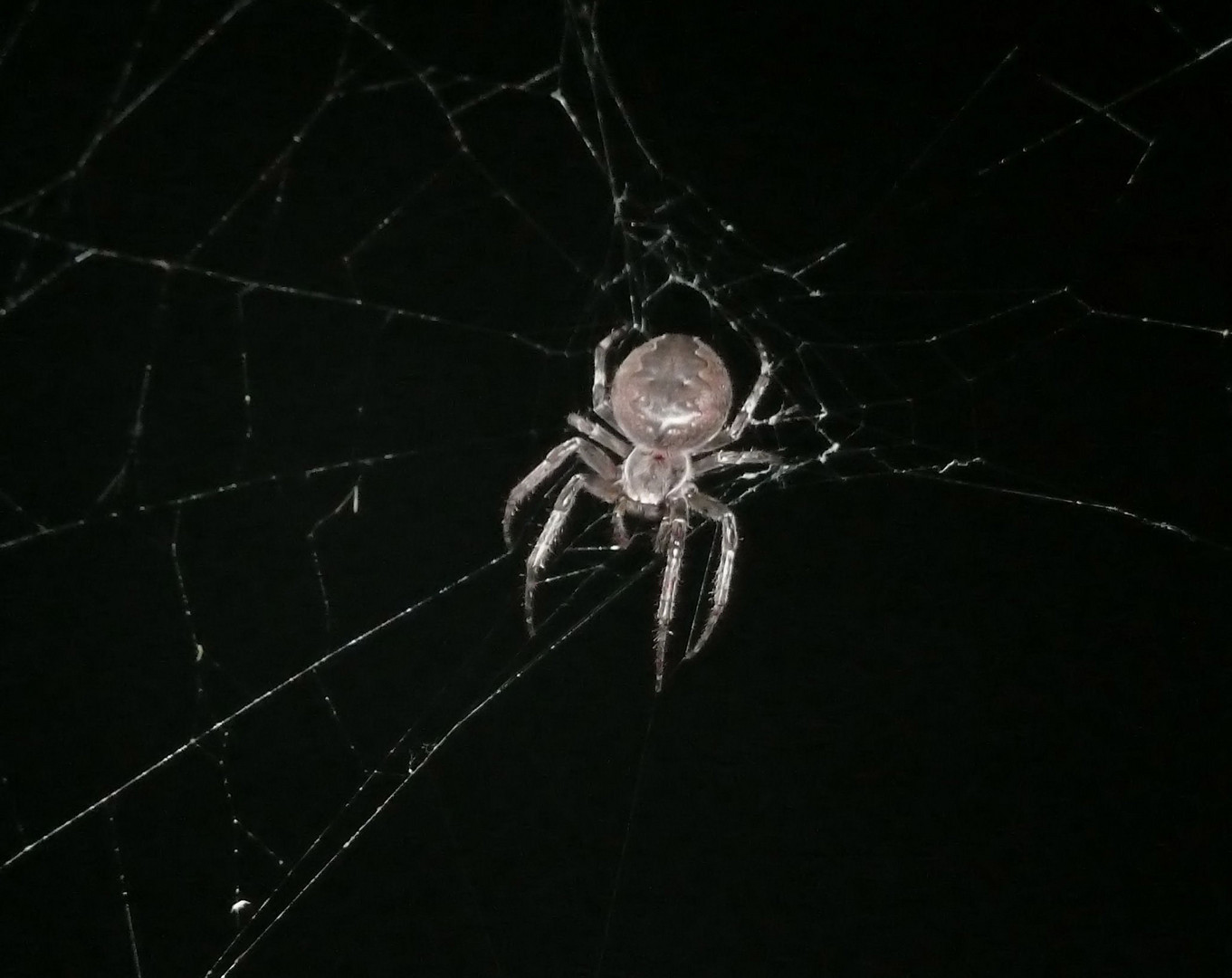 Die unbekannte Spinne