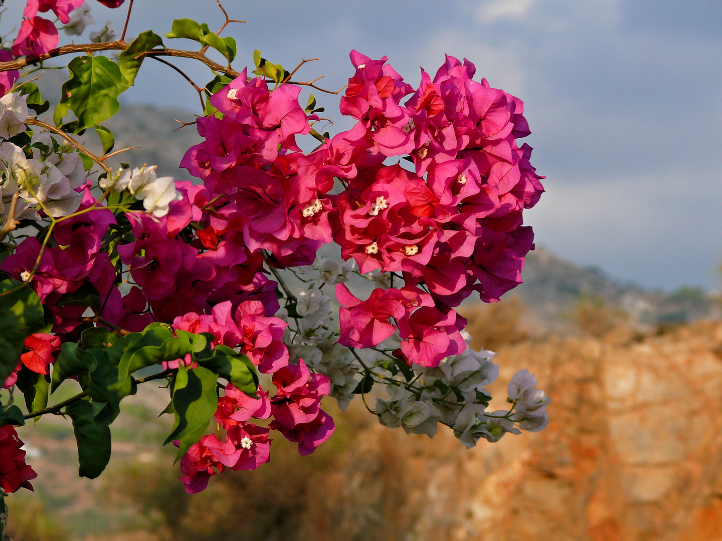 die unermüdlich ganzjährig farbenfrohe Bougainvilla