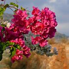 die unermüdlich ganzjährig farbenfrohe Bougainvilla