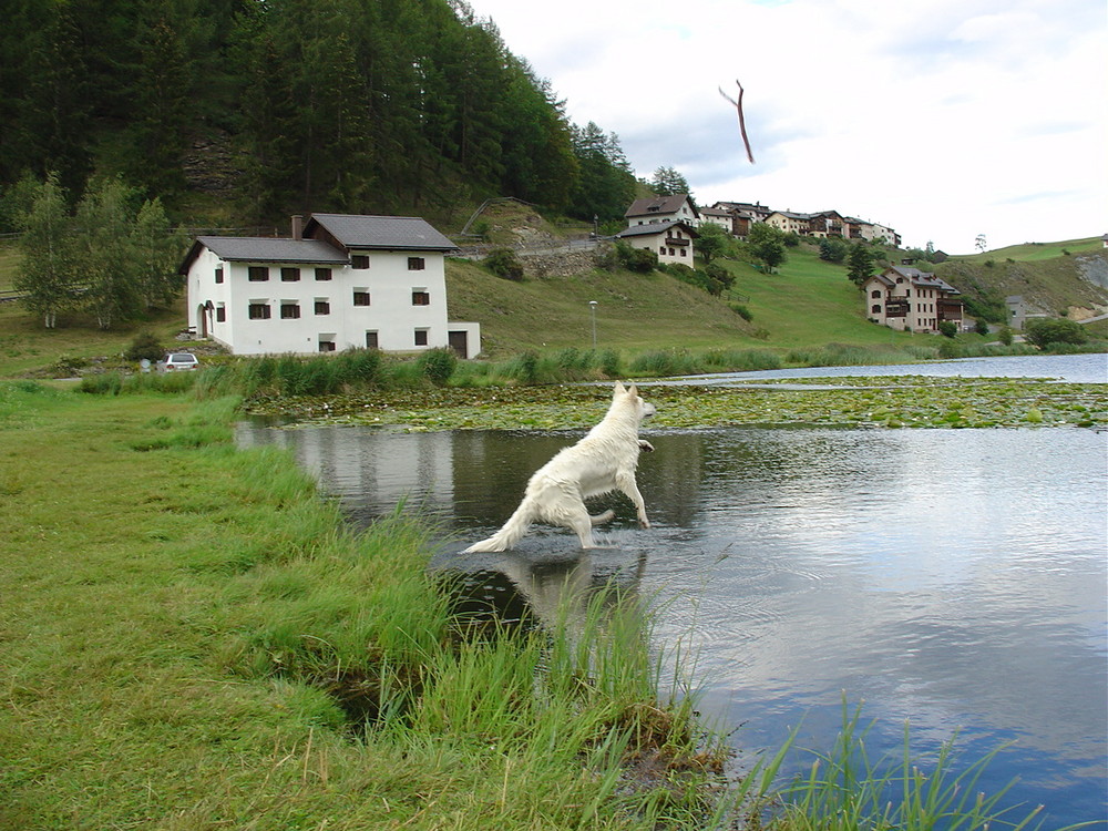 Die unermüdliche "Wasserratte"