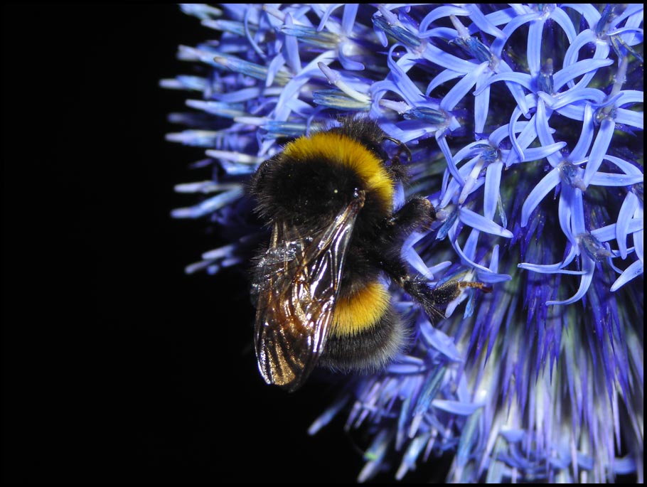 Die unersättliche Hummel