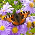 Die ungewöhnlich hohen Oktobertemperaturen