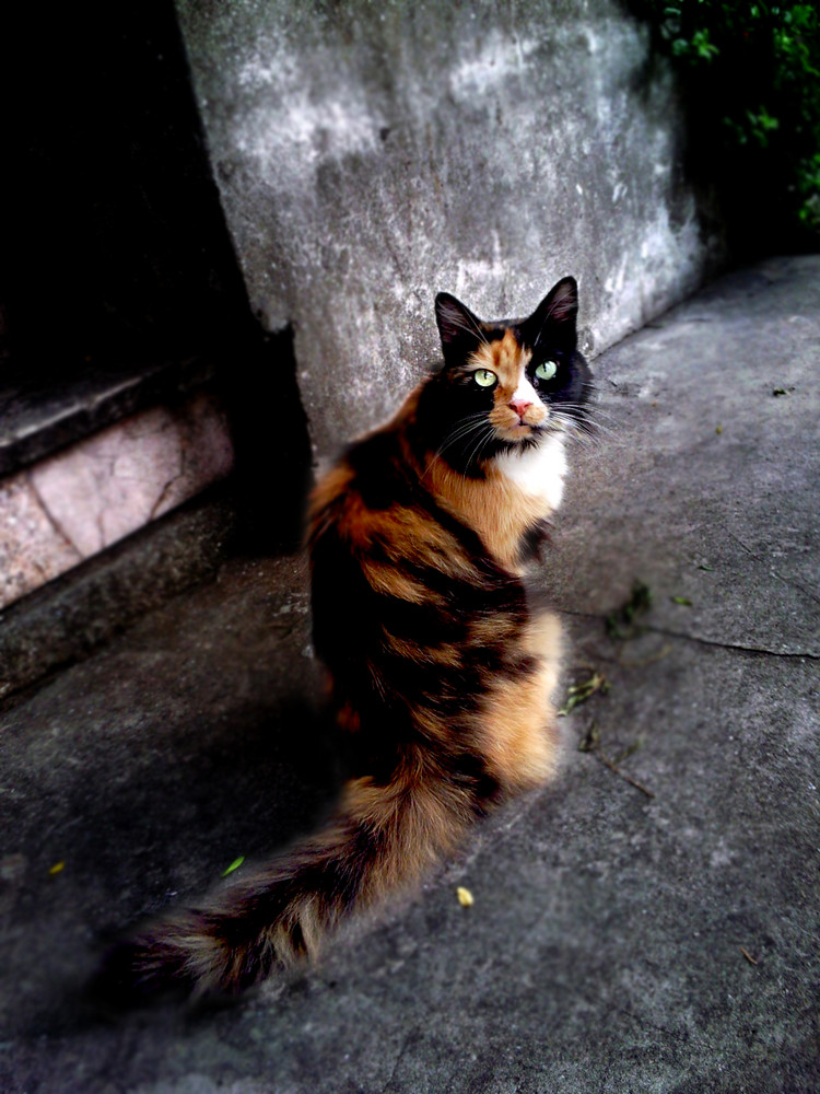 Die ungewöhnliche Straßenkatze - Istanbul