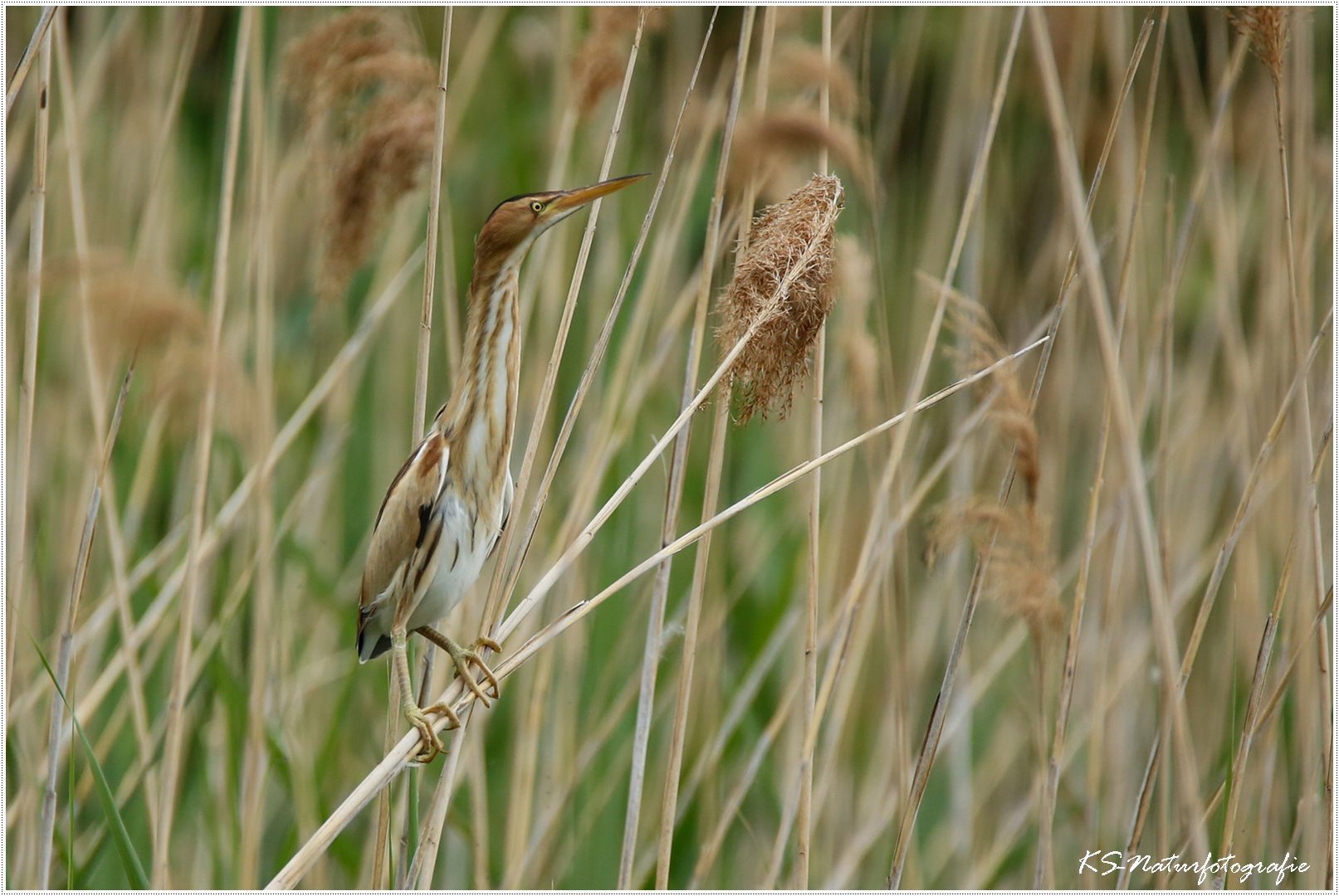 Die unglaubliche Zwergdommel - the incredible little bittern