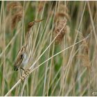 Die unglaubliche Zwergdommel - the incredible little bittern