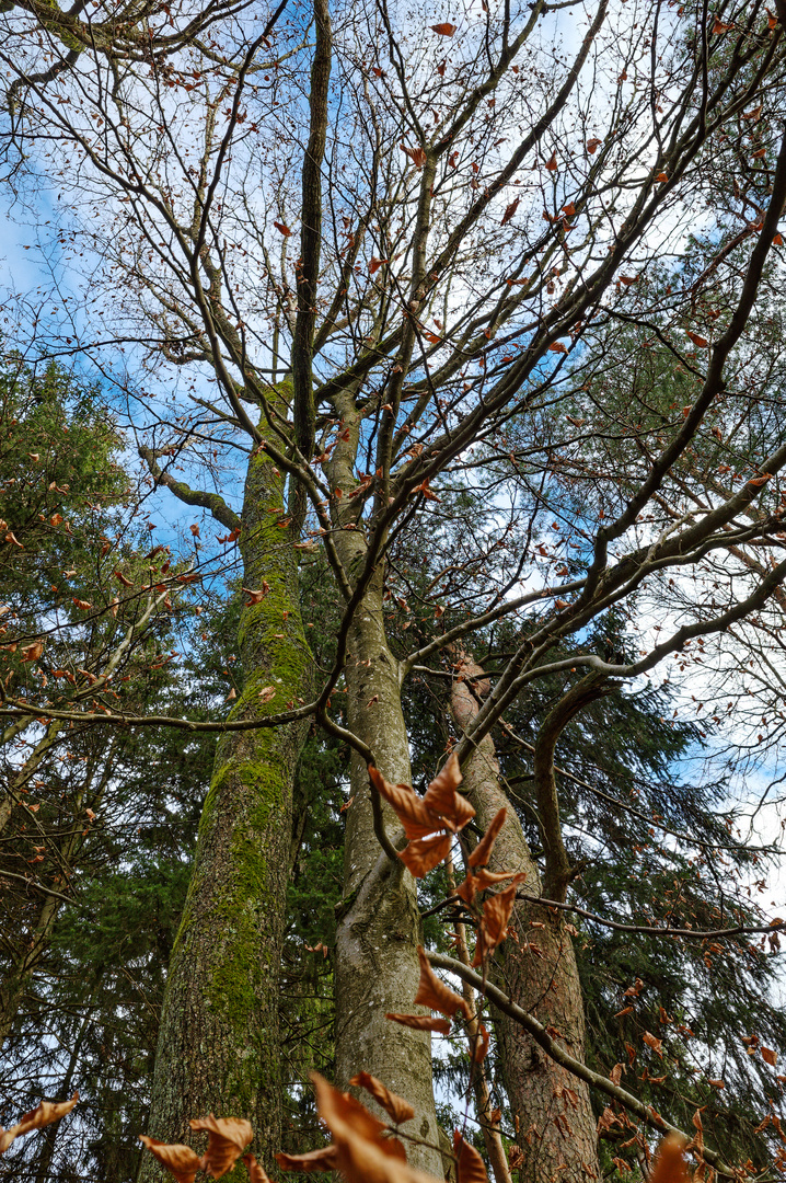 Die ungleichen Drillinge