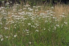 Die unscheinbar Unbekannten: Sumpf – Schafgarben 01