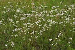 Die unscheinbar Unbekannten: Sumpf – Schafgarben 02