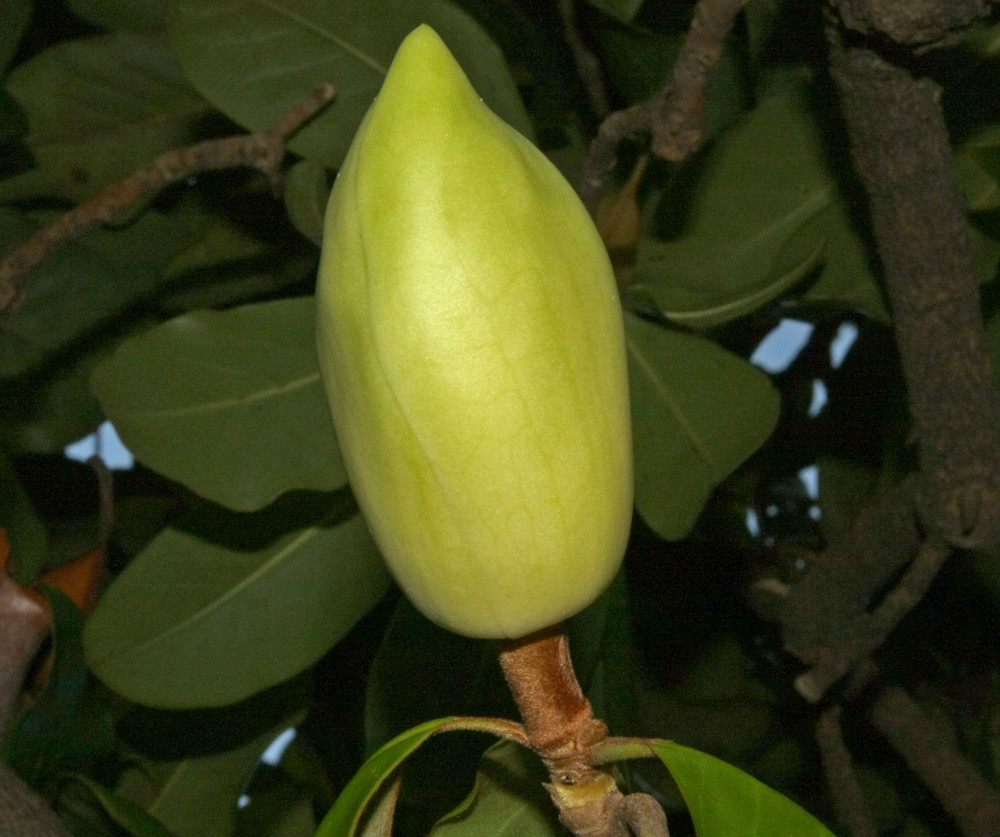 DIE UNSCHEINBARE MAGNOLIEN KNOSPE