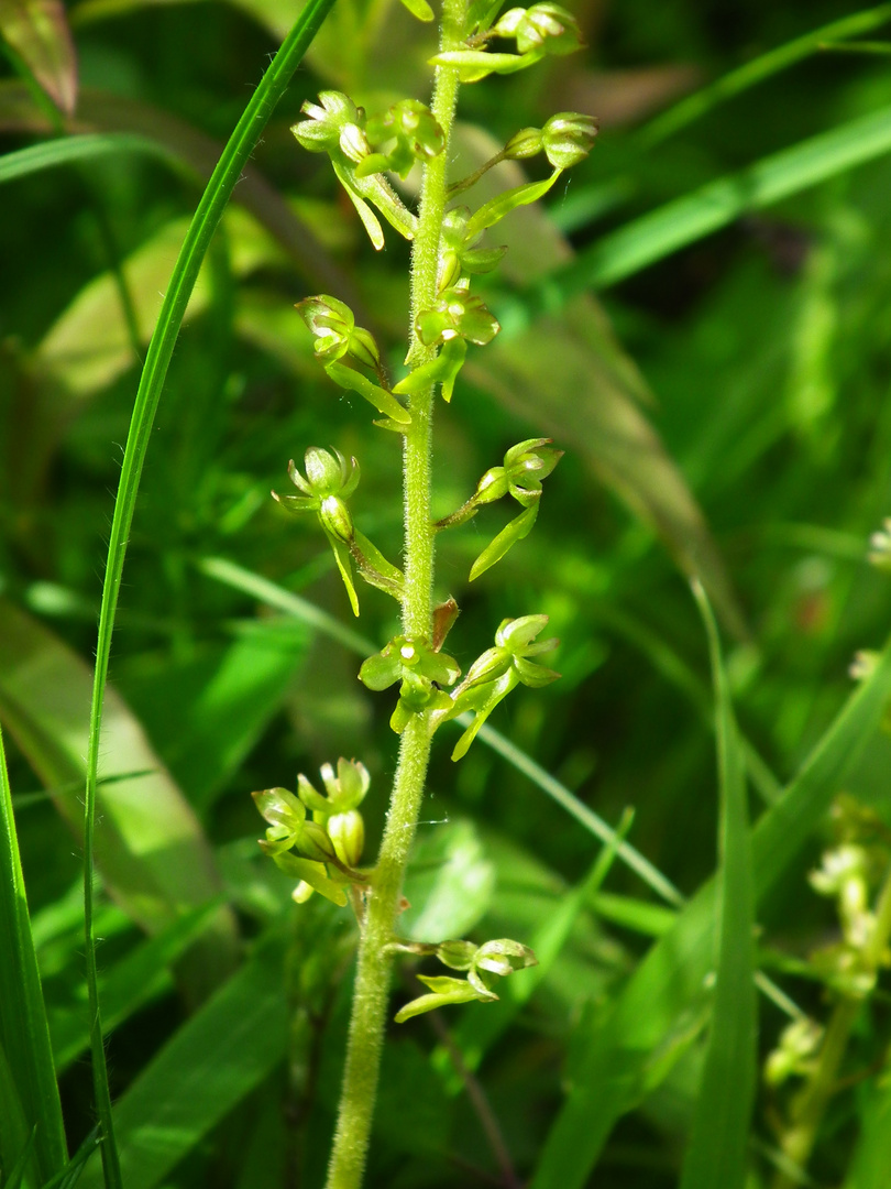 Die unscheinbarste Orchidee - das Zweiblatt