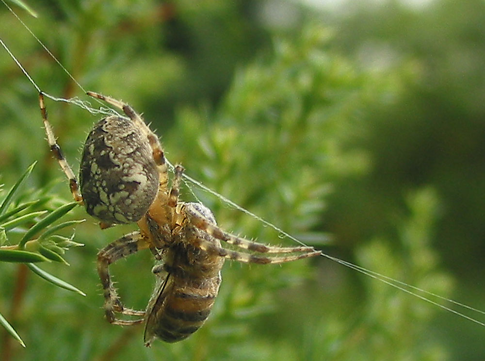 Die unstillbare Gier - Araneus diadematus mit Wespe