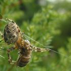 Die unstillbare Gier - Araneus diadematus mit Wespe