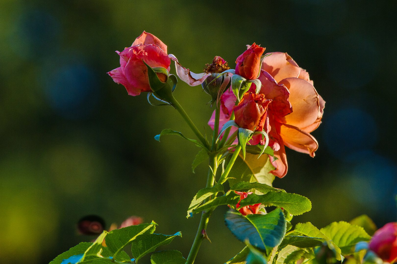 die untergehende Sonne beleuchtet unsere Rosen