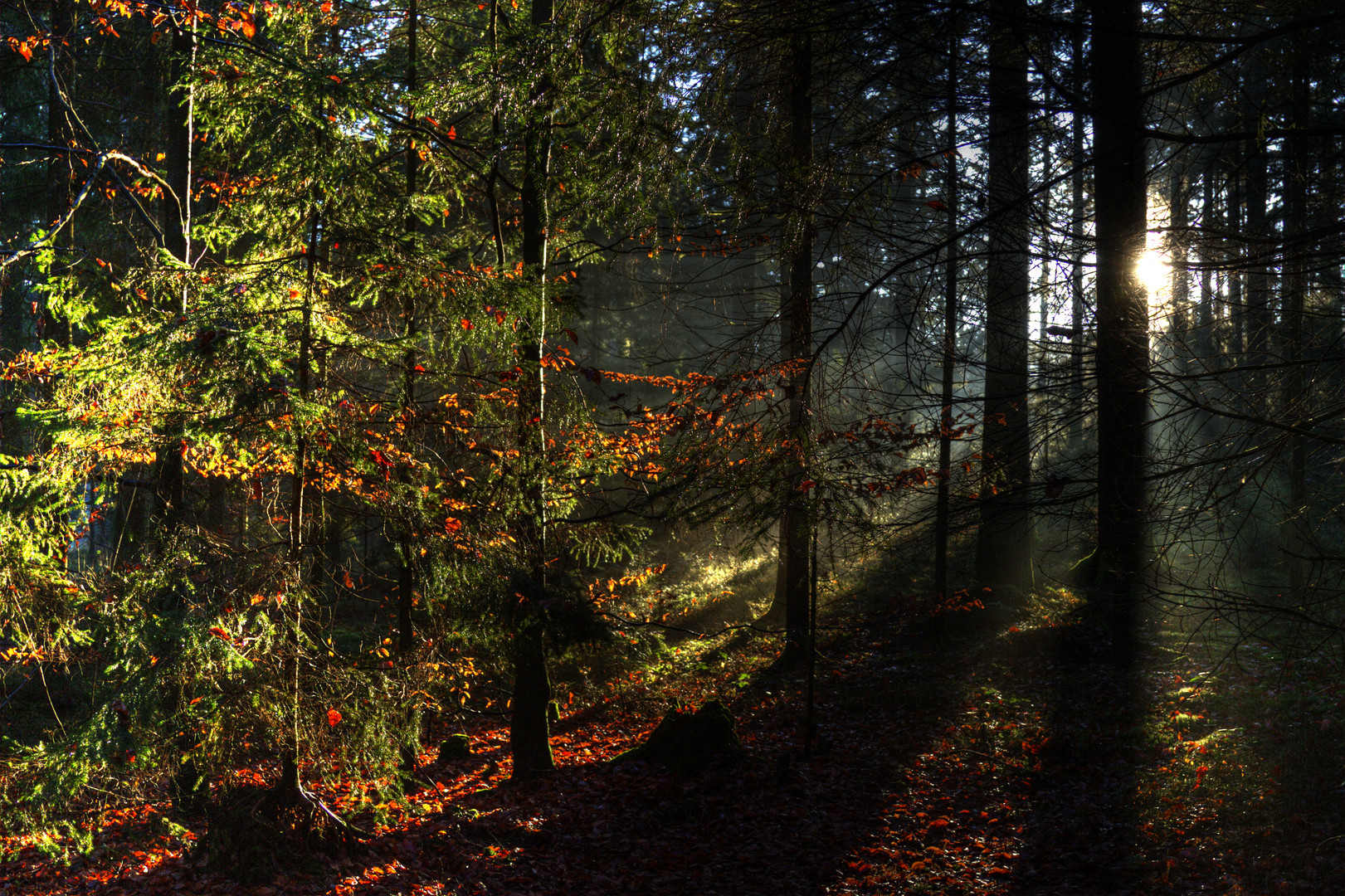 die untergehende Sonne dringt durch den dichten Hochwald