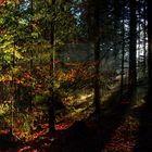 die untergehende Sonne dringt durch den dichten Hochwald