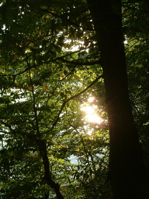 Die untergehende Sonne spiegelt sich im See und glitzert dann links am Baum vorbei in die Camera