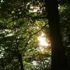 Die untergehende Sonne spiegelt sich im See und glitzert dann links am Baum vorbei in die Camera