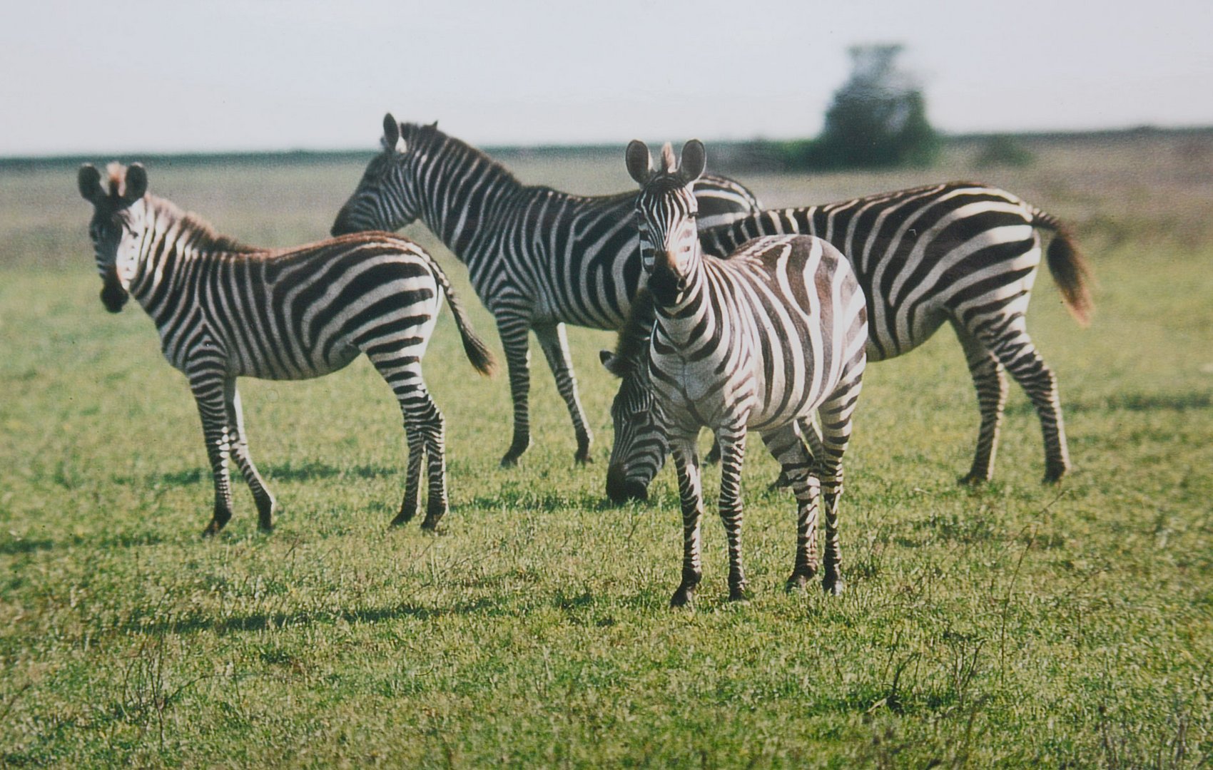 Die unterschiedlichen Zebraarten: Das Böhms Steppenzebra