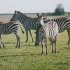 Die unterschiedlichen Zebraarten: Das Böhms Steppenzebra