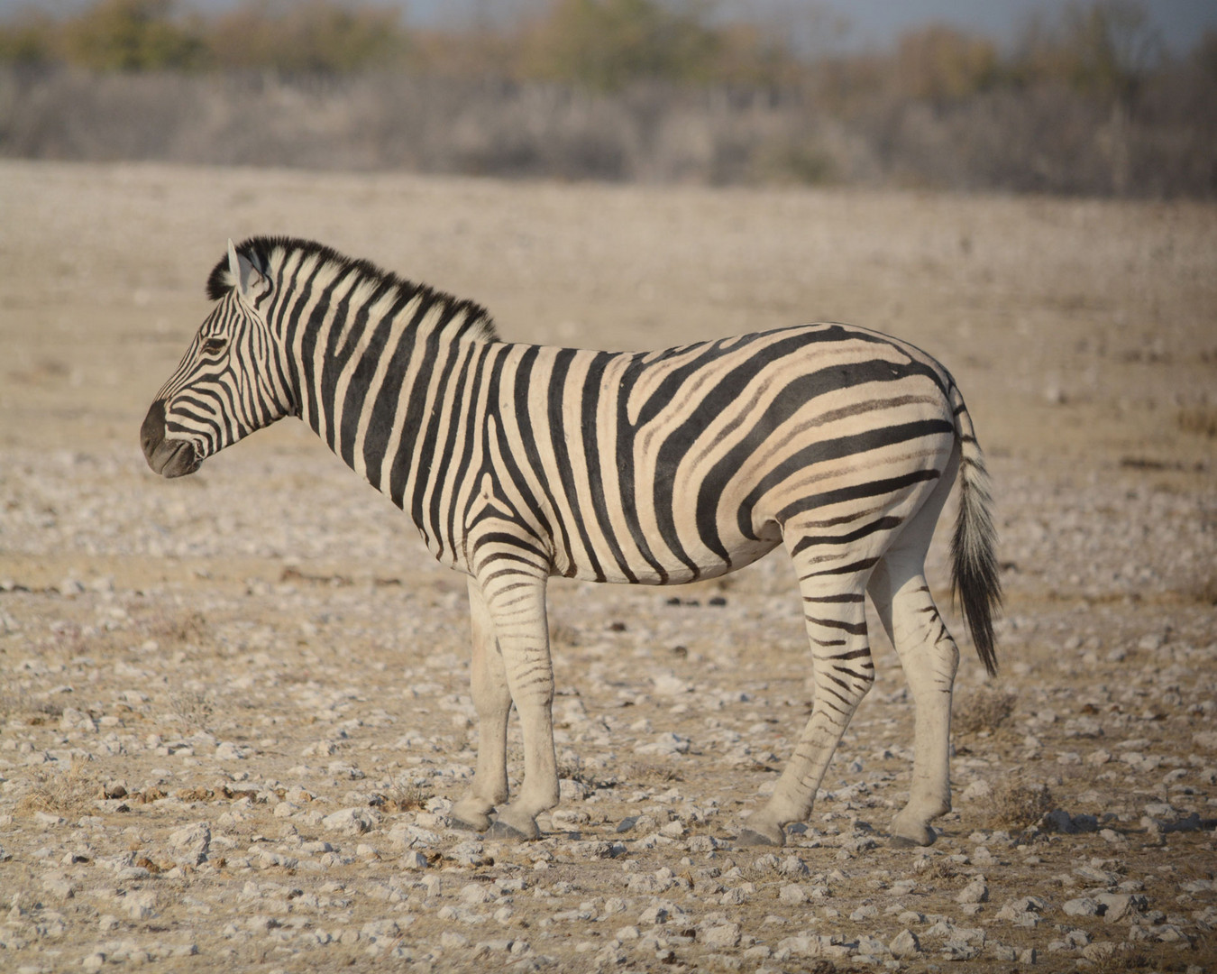 Die unterschiedlichen Zebraarten: Das Burchell Zebra