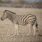 Die unterschiedlichen Zebraarten: Das Burchell Zebra