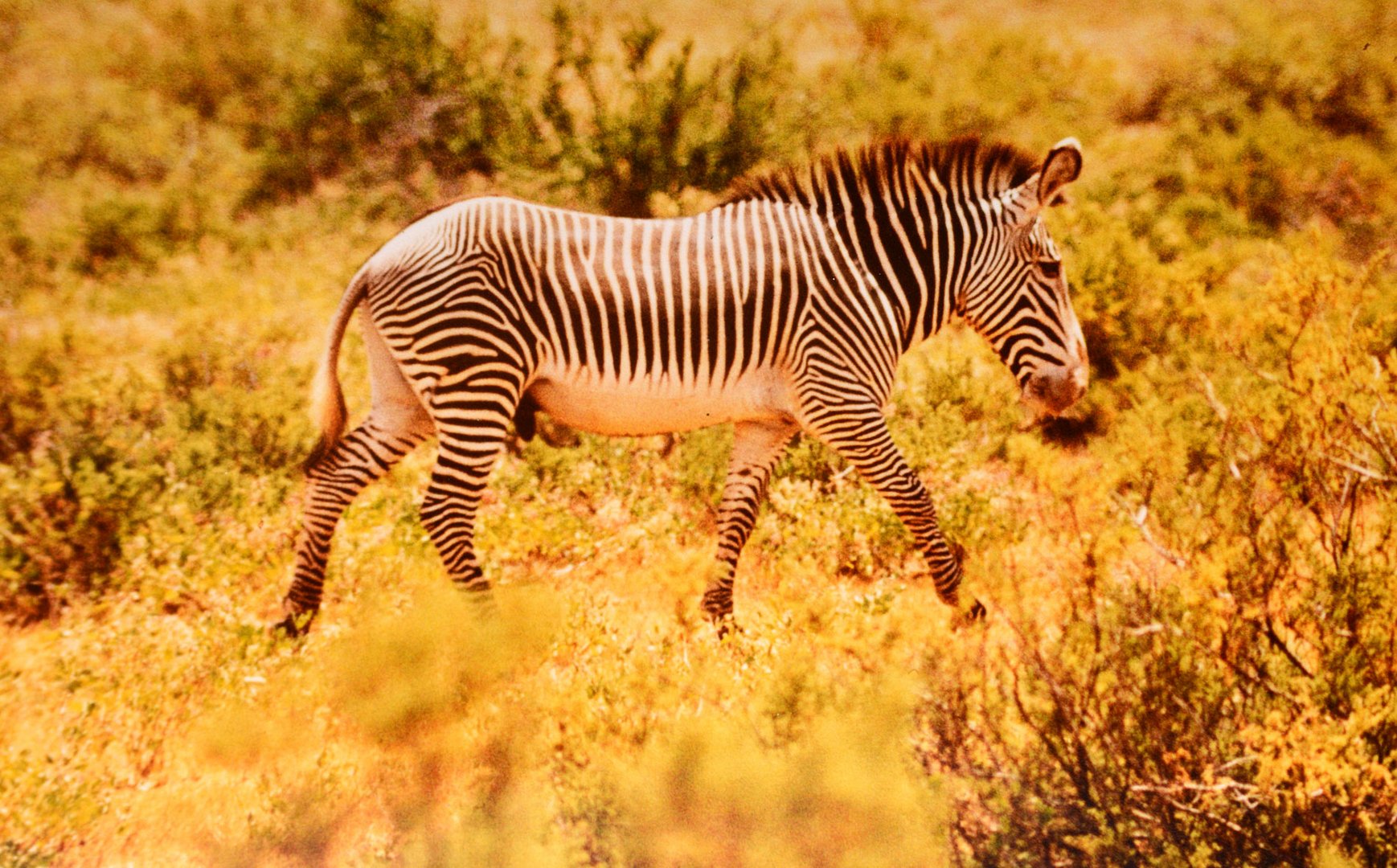 Die unterschiedlichen Zebraarten: Das Grevy-Zebra.